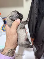 AKC Garth, a male Pomeranian for sale in Spokane, MO – Photo 2 of 10