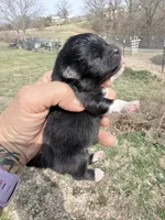 AKC Boots, a male Pomeranian for sale in Spokane, MO – Photo 9 of 10