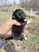 AKC Boots, a male Pomeranian for sale in Spokane, MO – Photo 10 of 10