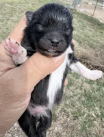 AKC Boots, a male Pomeranian for sale in Spokane, MO – Photo 4 of 10