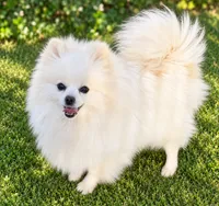 AKC Glamour, a female Pomeranian for sale in Spokane, MO – 10 of 10