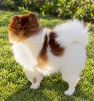 AKC Lilly, a female Pomeranian for sale in Spokane, MO – 2 of 10