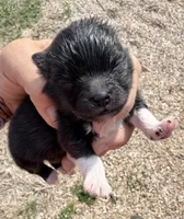 AKC Boots, a male Pomeranian for sale in Spokane, MO – Photo 2 of 9