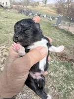 AKC Boots, a male Pomeranian for sale in Spokane, MO – Photo 6 of 9