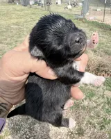 AKC Boots, a male Pomeranian for sale in Spokane, MO – Photo 5 of 9