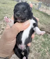 AKC Boots, a male Pomeranian for sale in Spokane, MO – Photo 7 of 9