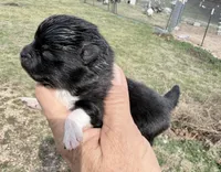 AKC Boots, a male Pomeranian for sale in Spokane, MO – Photo 3 of 9