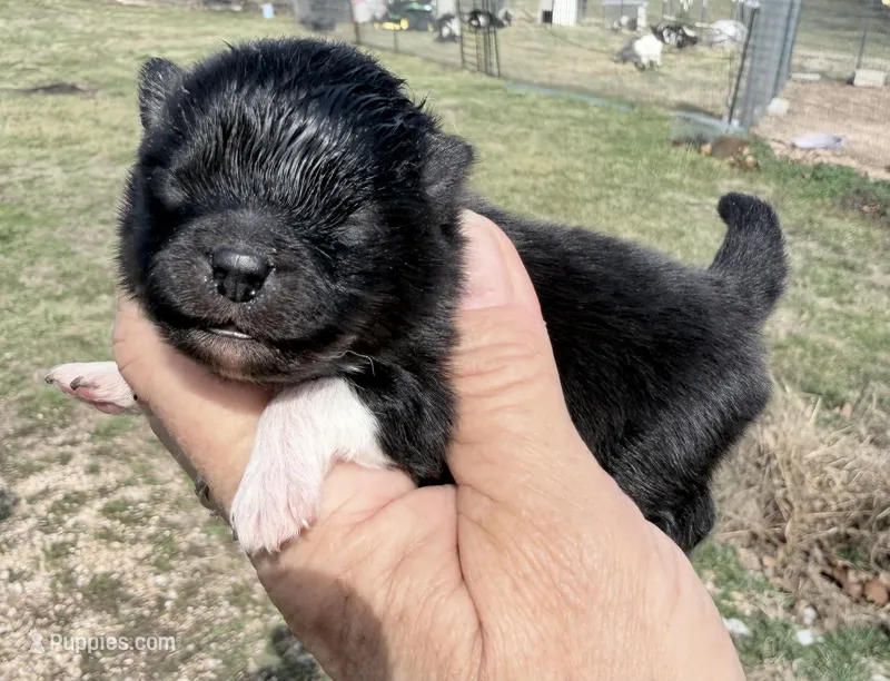 AKC Boots – Pomeranian puppy for sale in Spokane, MO