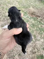 AKC Boots, a male Pomeranian for sale in Spokane, MO – Photo 8 of 9