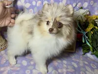 AKC Daisy, a female Pomeranian for sale in Spokane, MO – 9 of 10