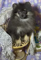 AKC Willow, a female Pomeranian for sale in Spokane, MO – 8 of 9