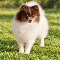 AKC Urchin, a male Pomeranian for sale in Spokane, MO – 2 of 10