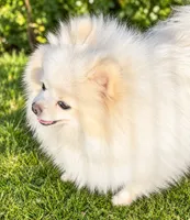 AKC Glamour, a female Pomeranian for sale in Spokane, MO – 3 of 10