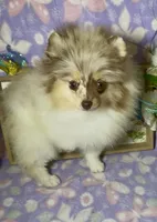 AKC Daisy, a female Pomeranian for sale in Spokane, MO – 3 of 10