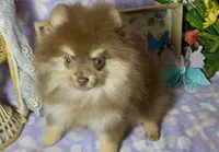 AKC Poppy, a female Pomeranian for sale in Spokane, MO – 6 of 10