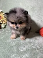 AKC Spike, a male Pomeranian for sale in Spokane, MO – Photo 2 of 3