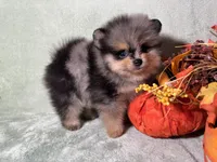 AKC Spike, a male Pomeranian for sale in Spokane, MO – Photo 1 of 3