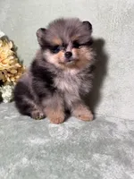 AKC Spike, a male Pomeranian for sale in Spokane, MO – Photo 3 of 3