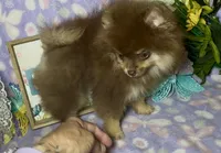 AKC Poppy, a female Pomeranian for sale in Spokane, MO – 4 of 10