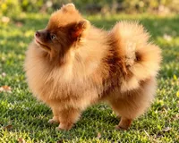 AKC Booker, a male Pomeranian for sale in Spokane, MO – 4 of 10