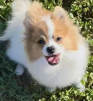 AKC Yodel, a male Pomeranian for sale in Spokane, MO – Photo 7 of 10