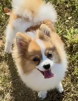 AKC Yodel, a male Pomeranian for sale in Spokane, MO – Photo 5 of 10