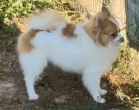 AKC Yodel, a male Pomeranian for sale in Spokane, MO – Photo 8 of 10