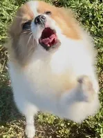 AKC Yodel, a male Pomeranian for sale in Spokane, MO – Photo 3 of 10