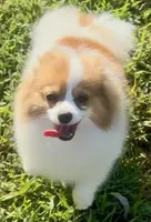 AKC Yodel, a male Pomeranian for sale in Spokane, MO – Photo 4 of 10