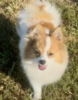 AKC Yodel, a male Pomeranian for sale in Spokane, MO – Photo 9 of 10