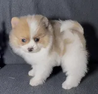 AKC Yodel, a male Pomeranian for sale in Spokane, MO – Photo 10 of 10