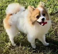 AKC Yodel, a male Pomeranian for sale in Spokane, MO – Photo 2 of 10