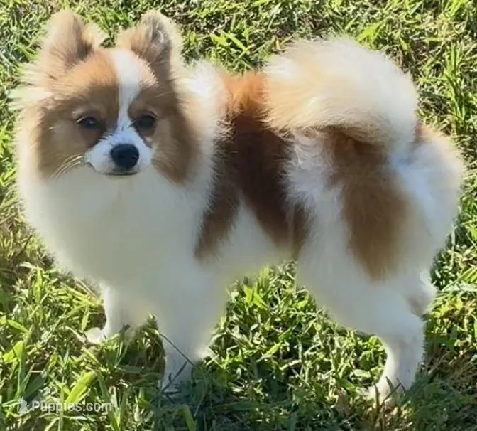 AKC Yodel, a male Pomeranian for sale in Spokane, MO – Photo 1 of 10