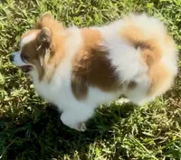 AKC Yodel, a male Pomeranian for sale in Spokane, MO – Photo 6 of 10
