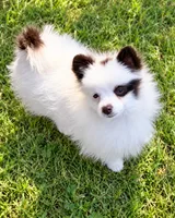 AKC Panda, a female Pomeranian for sale in Spokane, MO – 2 of 10