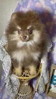 AKC Poppy, a female Pomeranian for sale in Spokane, MO – 1 of 10