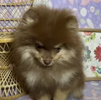 AKC Poppy, a female Pomeranian for sale in Spokane, MO – 7 of 10