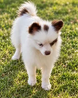 AKC Panda, a female Pomeranian for sale in Spokane, MO – 4 of 10
