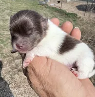 AKC Iris, a female Pomeranian for sale in Spokane, MO – Photo 7 of 8