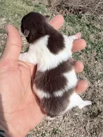 AKC Iris, a female Pomeranian for sale in Spokane, MO – Photo 3 of 8