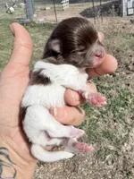 AKC Iris, a female Pomeranian for sale in Spokane, MO – Photo 4 of 8