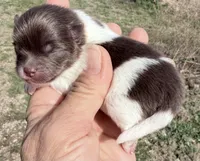 AKC Iris, a female Pomeranian for sale in Spokane, MO – Photo 1 of 8