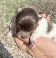 AKC Iris, a female Pomeranian for sale in Spokane, MO – Photo 6 of 8