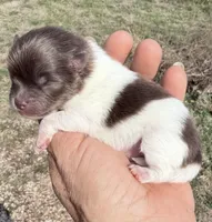 AKC Iris, a female Pomeranian for sale in Spokane, MO – Photo 5 of 8