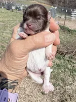 AKC Iris, a female Pomeranian for sale in Spokane, MO – Photo 2 of 8