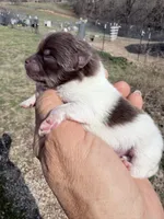 AKC Iris, a female Pomeranian for sale in Spokane, MO – Photo 8 of 8