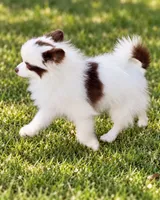AKC Panda, a female Pomeranian for sale in Spokane, MO – 6 of 10