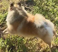 AKC Karkaroff, a male Pomeranian for sale in Spokane, MO – Photo 8 of 10