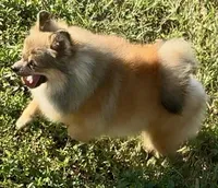 AKC Karkaroff, a male Pomeranian for sale in Spokane, MO – Photo 3 of 10