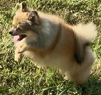 AKC Karkaroff, a male Pomeranian for sale in Spokane, MO – Photo 6 of 10